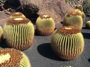 Weer Lanzarote cactus