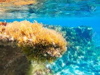 Ibiza vakantie onderwater
